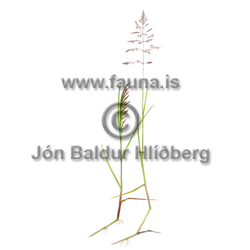 Rough bluegrass - Poa trivialis - otherplants - Poaceae