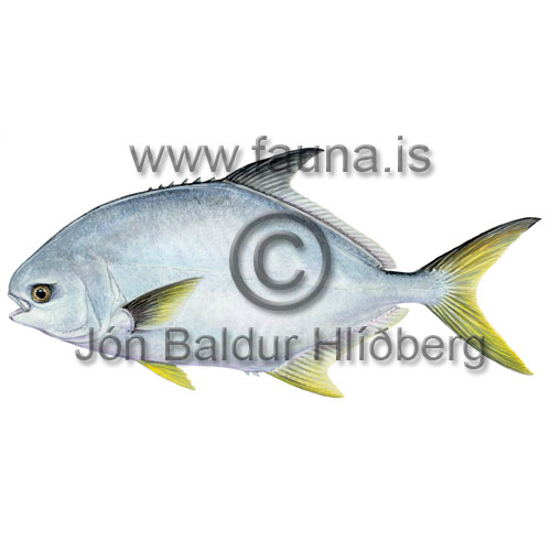 Pompano - Trachinotus carolinus - borrar - Borrar