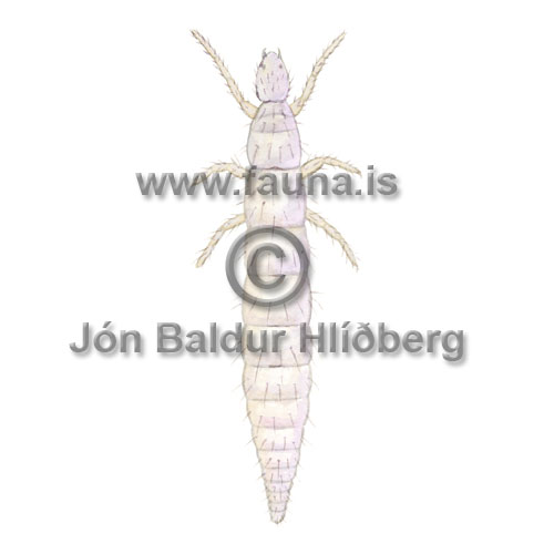 Protura sp. - Protura - Insects - Insecta