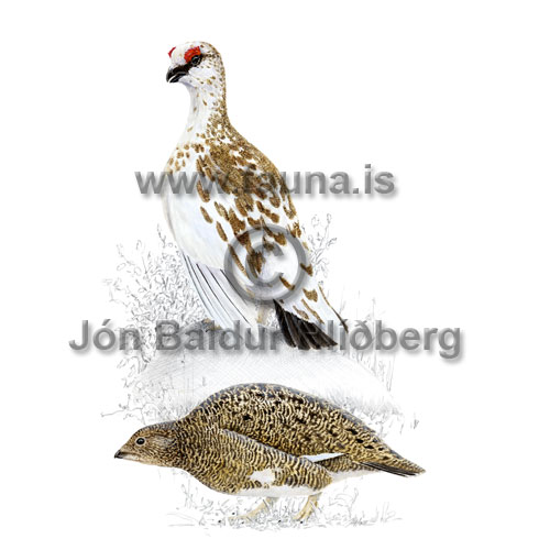  Rock Ptarmigan - Lagopus mutus - otherbirds - Tetraonidae