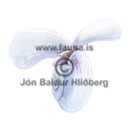 pteropod - pteropoda - Molluscs - Mollusca