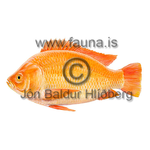 Rau Tilapia - Oreochromis 