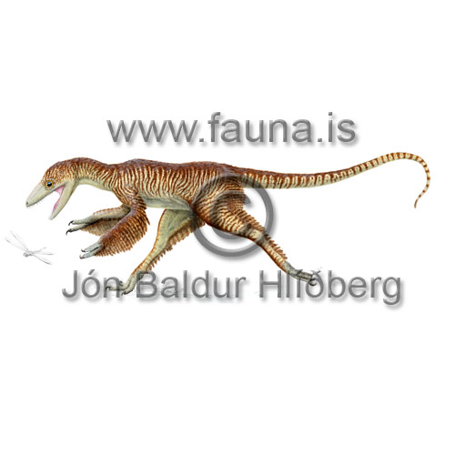 K�na sprettv�ngja - Sinocalliopteryx gigas - utdauddyr - �rasta�tt