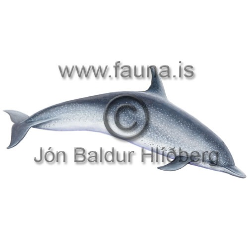 Atlantic Spotted Dolphin - Stenella frontalis - Whales - Cetacea