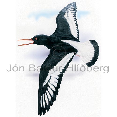 Oystercatcher European Oystercatcher - Haematophus ostralegus - Waders - Haematopodidae