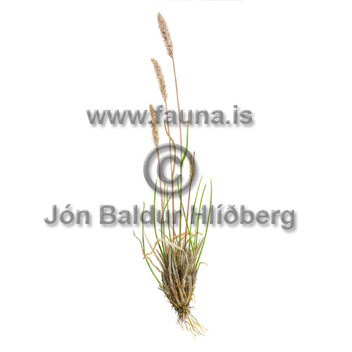 Spike Trisetum - Trisetum spikatum - otherplants - Poaceae