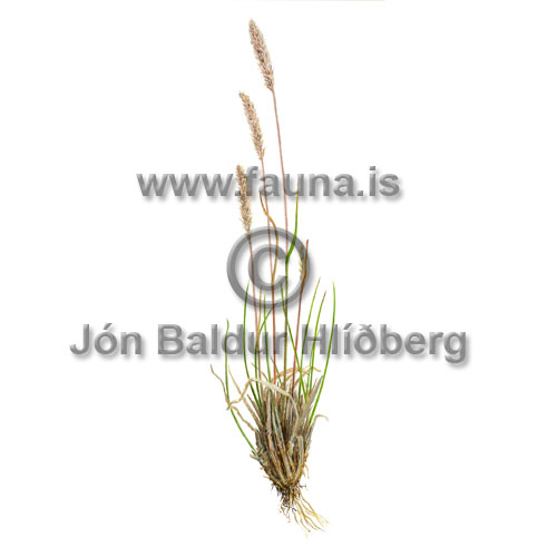 Fjallalgresi - Trisetum spikatum - annargrodur - Grasatt