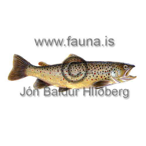 Urrii - Salmo trutta - laxfiskar - Laxfiskar