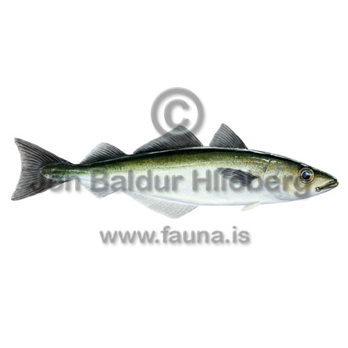 Ufsi - Pollachius virens - thorskfiskar - orskfiskar