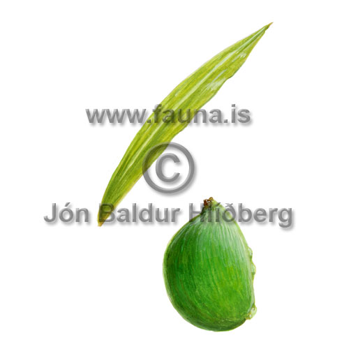 Various-leaved Pondweed - Potamogeton gramineus - otherplants - Potamogetonaceae