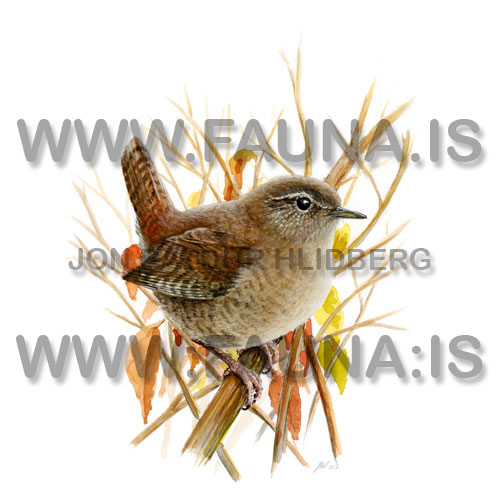 Wren - Troglodytes troglodytes - Passerines - Troglodytidae