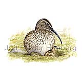 Whimbrel - Numenius phaeopus - Waders - Scolopacidae