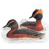 Slavonian Grebe Horned Grebe - Podiceps auritus - otherbirds - Podicipedidae