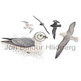 Fulmar - Fulmarus glacialis - otherbirds - Procellariidae