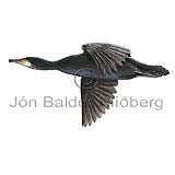 Cormorant - Phalacrocorax carbo - otherbirds - Phalacrocoracidae