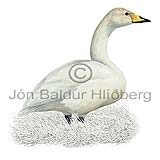 Whooper Swan - Cygnus cygnus - ducksandallies - Anatidae