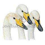 Whooper Swan - Cygnus cygnus - ducksandallies - Anatidae