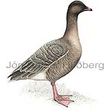 Pink-footed Goose - Anser brachyrhynchus - ducksandallies - Anatidae