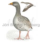 Grey-lag Goose - Anser anser - ducksandallies - Anatidae