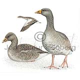 Grey-lag Goose - Anser anser - ducksandallies - Anatidae