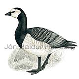 Barnacle Goose - Branta leucopsis - ducksandallies - Anatidae