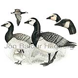 Barnacle Goose - Branta leucopsis - ducksandallies - Anatidae