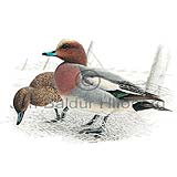 Widgeon  European Widgeon - Anas penelope - ducksandallies - Anatidae