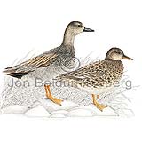 Gadwall - Anas strepera - ducksandallies - Anatidae