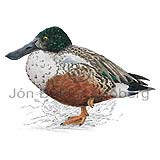 Shoveler Northern Shoveler - Anas clypeata - ducksandallies - Anatidae