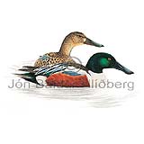 Shoveler Northern Shoveler - Anas clypeata - ducksandallies - Anatidae