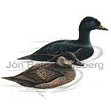 Common Scoter  Black Scoter - Melanitta nigra - ducksandallies - Anatidae