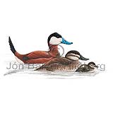 Ruddy Duck - Oxyura jamaicensis - ducksandallies - Anatidae