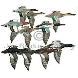 Ducks - Anatidae - ducksandallies - Anatidae