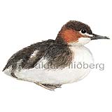 Gulnd - Mergus merganser - andaaett - Andatt