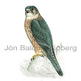 Merlin - Falco columbarius - birdsofprey - Falconidae