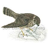 Smyrill - Falco columbarius - ranfuglar - Flkatt