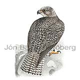 Gyrfalcon - Falco rusticolus - birdsofprey - Falconidae