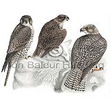 Gyrfalcon - Falco rusticolus - birdsofprey - Falconidae