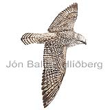 Gyrfalcon - Falco rusticolus candicans - birdsofprey - Falconidae