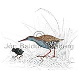 Water Rail - Rallus aquaticus - otherbirds - Rallidae