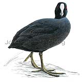 European Coot - Fulica atra - otherbirds - Rallidae