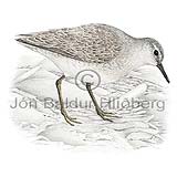 Raubrystingur - Calidris canutus - vadfuglar - Lutt