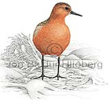 Knot - Calidris canutus - Waders - Scolopacidae