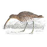 Curlew - Numenius arquata - Waders - Scolopacidae