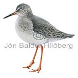 Redshank - Tringa totanus - Waders - Scolopacidae