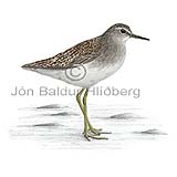 Wood Sandpiper - Tringa glareola - Waders - Scolopacidae