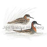 Red-necked Phalarope Northern Phalarope - Phalaropus lobatus - Waders - Scolopacidae