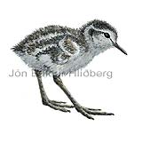 Wood Sandpiper - Tringa glareola - Waders - Scolopacidae