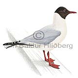 Black-headed Gull - Larus ridibundus - Gulls - Laridae