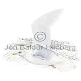 Iceland Gull - Larus glaucoides - Gulls - Laridae